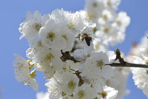 Les Cerisiers en Fleur